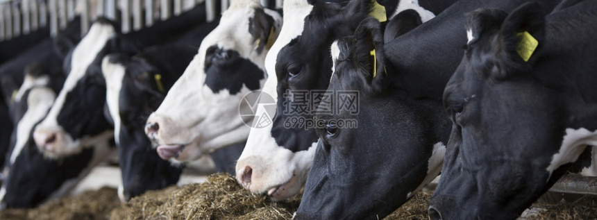 黑白荷尔斯坦牛头以草为食图片