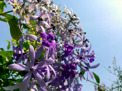 沙纸葡萄藤皇后花圈紫朵在我的园照片中开图片