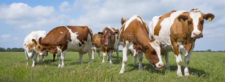 红白牛和奶在白云的蓝天空下在白云阴地绿草荷兰地白牛和图片