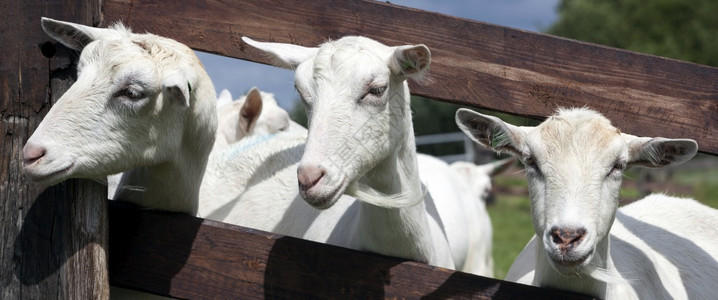 白山羊在绿草地荷兰湾和内木栅栏后面的绿草地上图片