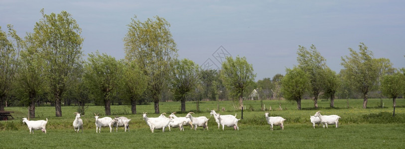 Breukln和utrech附近的内地绿草上白色山羊群其背景是柳树背景图片