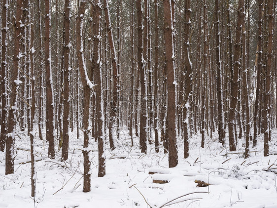 雪覆盖了森林中的树苗靠近Uutrech的森林在用Uutrechsuvlrg的无地上图片