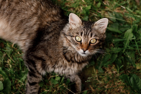 猫躺在草地上灰猫躺在美丽的眼睛上图片