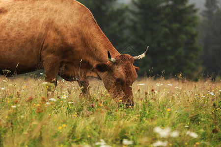 一头红牛在夏天的草原上放牧其背景是山岳公牛的年份山上农庄牛的放牧图片