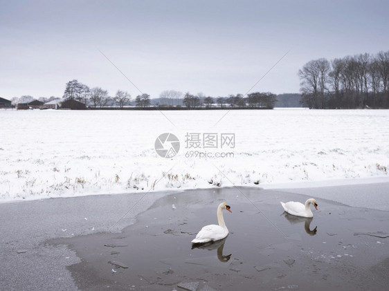 在雪覆盖的田地和农场旁边的无地带靠近Uutrech的冰冻运河内两只雪天鹅图片