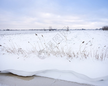 冬季在河内草原上有沟渠和草覆盖了靠近Uutrech的农田图片