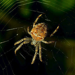 捕猎物的巨型山昆虫和蜘蛛的野生动物图片