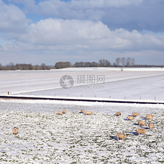 在蓝天和云下阴地雪和树木下用草的绵羊和雪树在蓝天白云下图片