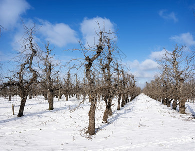 果园树的数排在寒冬果园内蓝天下积雪图片