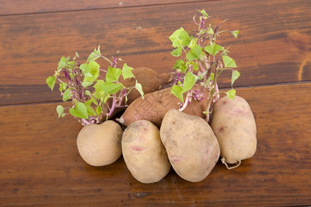 马铃薯在厨房桌上发芽图片
