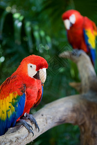 两对美丽的金刚鹦鹉在xcaretyucan墨西哥图片