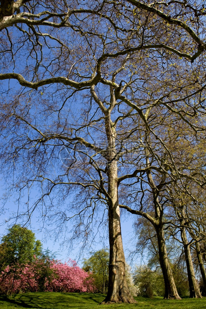 英国伦敦海德公园的树图片