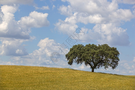 在Portugal以南的Aentjo农场风景背景图片