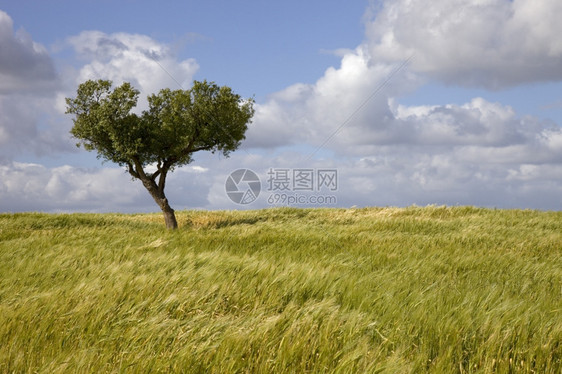 在Portugal以南的Aentjo农场风景图片