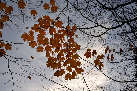 在葡萄牙公园详细介绍秋叶图片