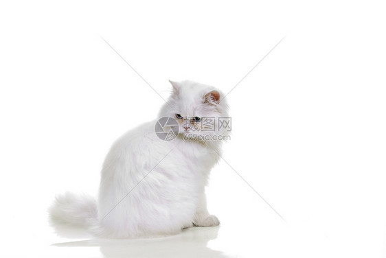 蓝眼白猫色背景图片