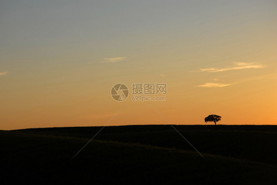 日落时单树一风景典型图片