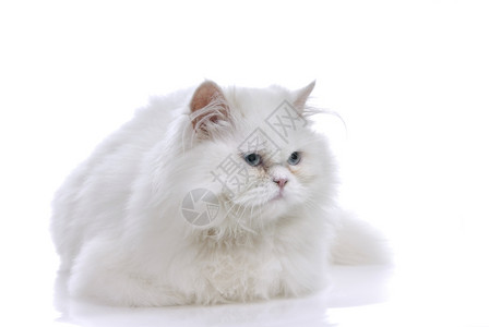 蓝眼白猫色背景图片