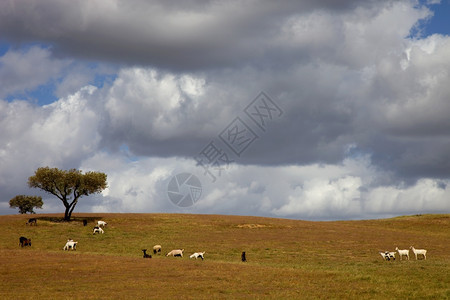 在Portugal以南的Aentjo农场里背景图片