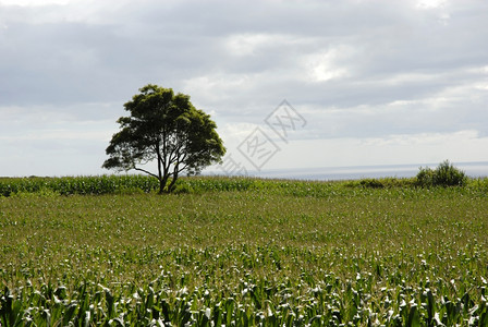 以绿玉米为田在沿海的泽尔斯岛图片
