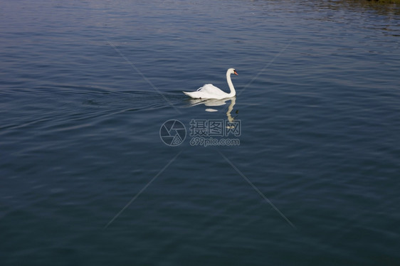 美丽的白天鹅位于瑞士洛桑湖图片