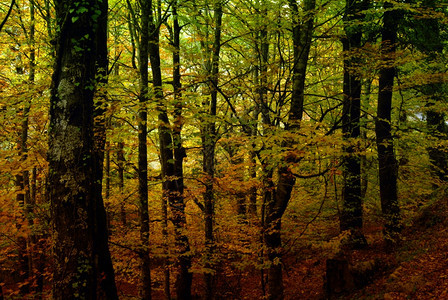 秋天在葡萄牙公园的森林中图片