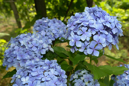 光速hydrange大型植物典的区划花朵背景图片