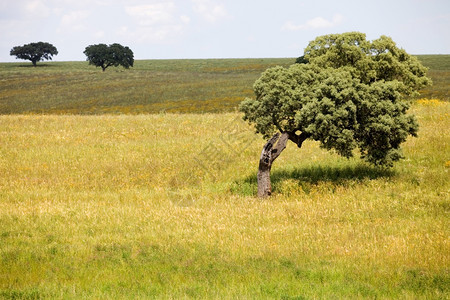 在Portugal以南的Aentjo农场风景图片