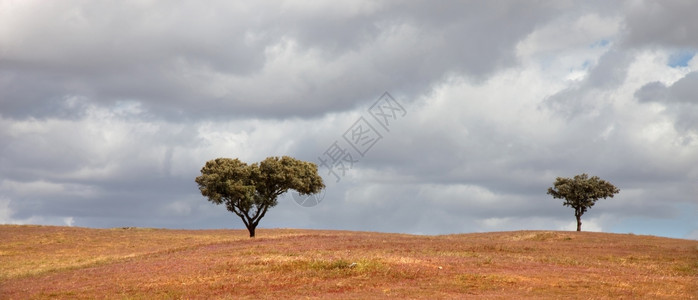 在Portugal以南的Aentjo农场的树木中背景图片
