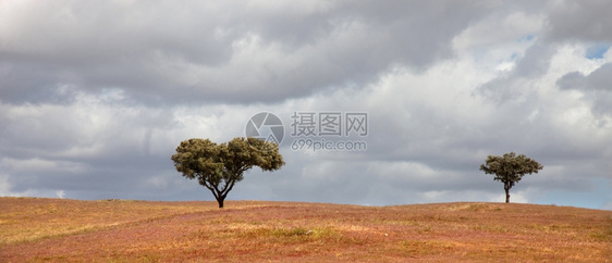 在Portugal以南的Aentjo农场的树木中图片