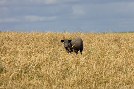 黑猪在阿伦特霍农场里图片