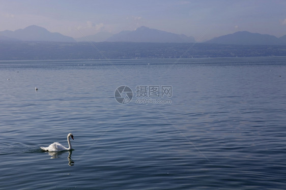 美丽的白天鹅位于瑞士洛桑湖图片