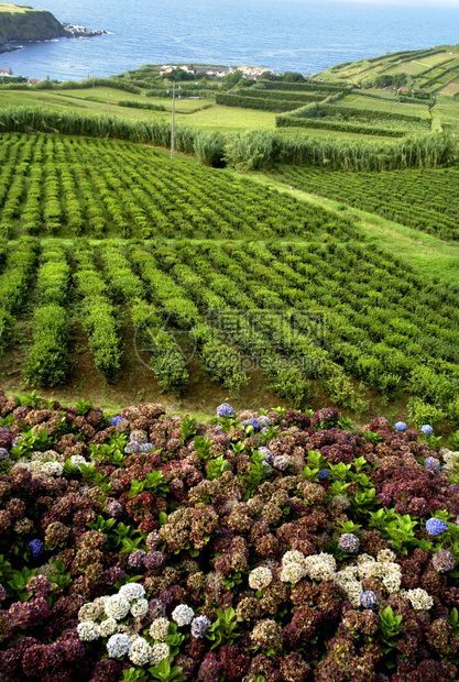 茶田图片