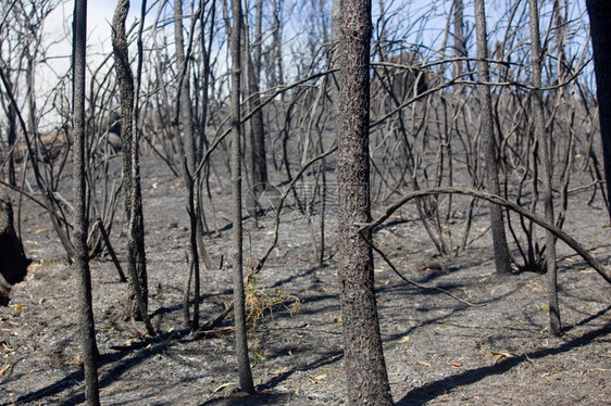 在Pefurgal北部发生大火后森林被烧毁图片