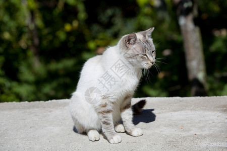 白睡小猫户外照片图片