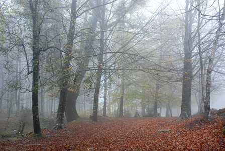 秋雾在葡萄牙公园的森林中图片