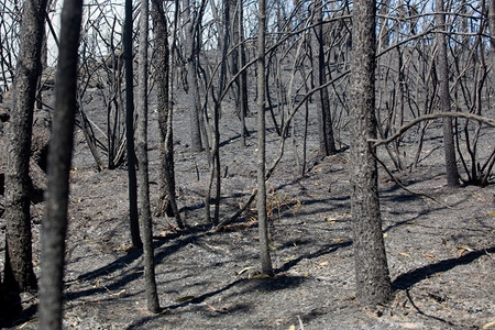 在Pefurgal北部发生大火后森林被烧毁图片