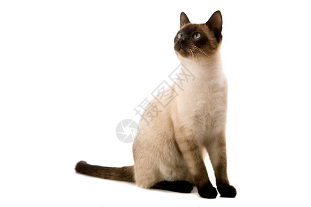 黑猫白猫背景 黑猫白猫摄影图片 黑猫白猫壁纸 摄图网