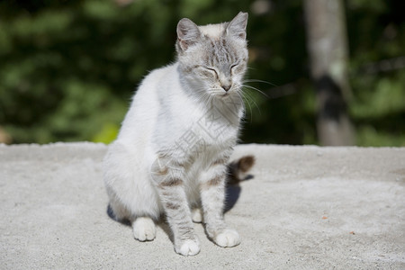 白睡小猫户外照片图片