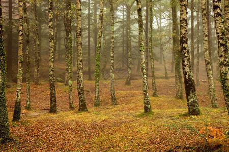 在葡萄牙公园的森林雾高清图片