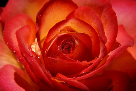 红玫瑰的宏和柔光背景图片