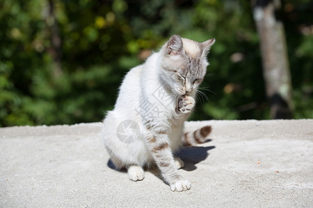 白睡小猫户外照片图片