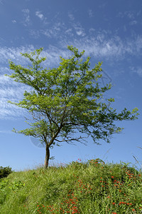 位于佐勒斯岛Saomiguel的沿海树上图片
