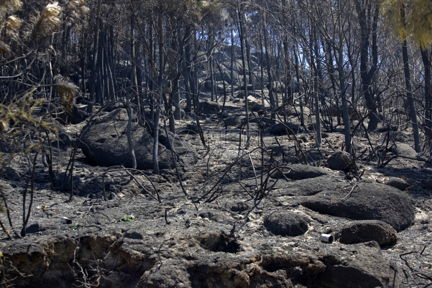 在pefurgal北部发生大火后森林被烧毁