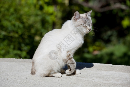 白睡小猫户外照片图片