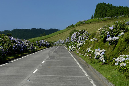 Saomiguel岛的地貌道路图片