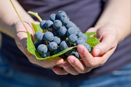 酿酒葡萄葡萄园里有手握着新鲜的葡萄手握着新鲜的葡萄背景
