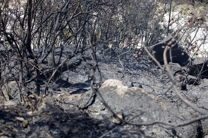 在pefurgal北部发生大火后森林被烧毁