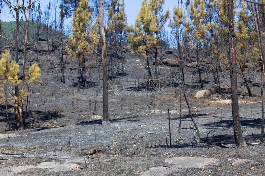 在pefurgal北部发生大火后森林被烧毁