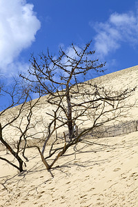 人们参观了著名的皮拉沙丘在欧洲最高的沙丘在pylasurmefance图片